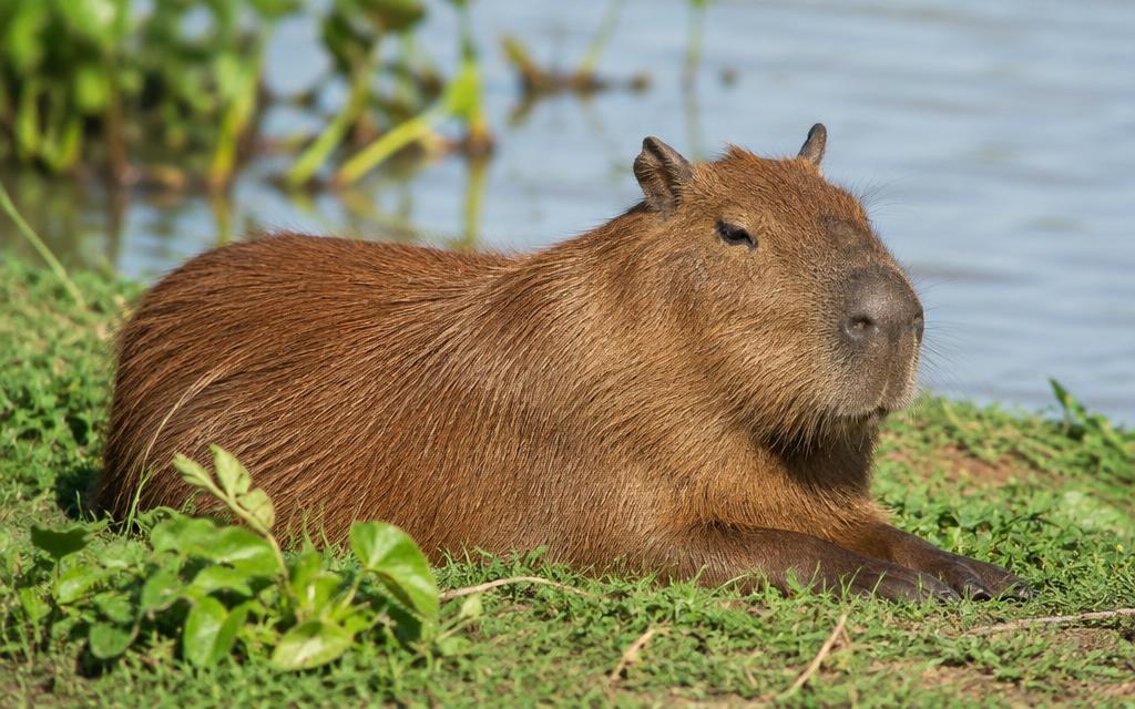 Ilustração de Capivara